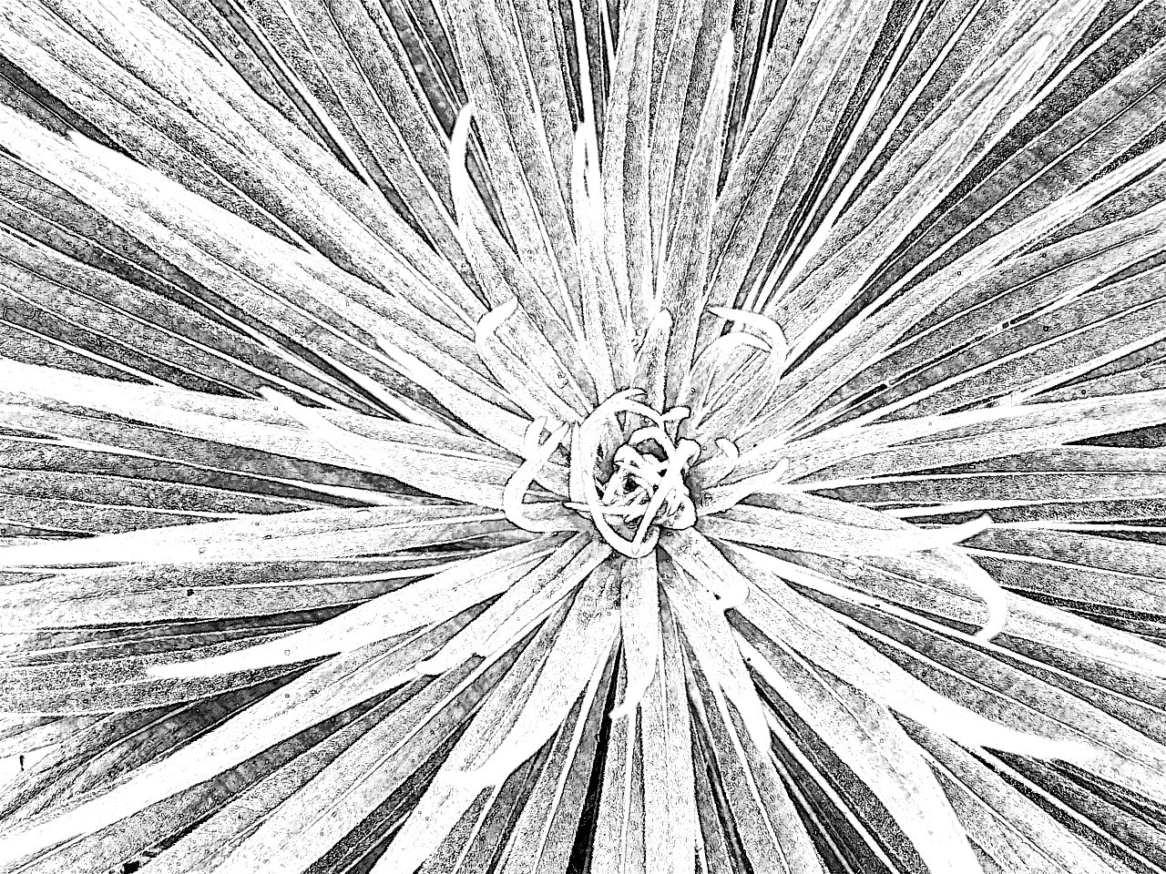 Essential Elements gallery image