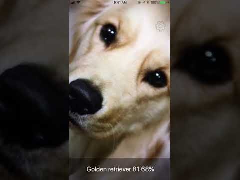 Dog Identifier gallery image