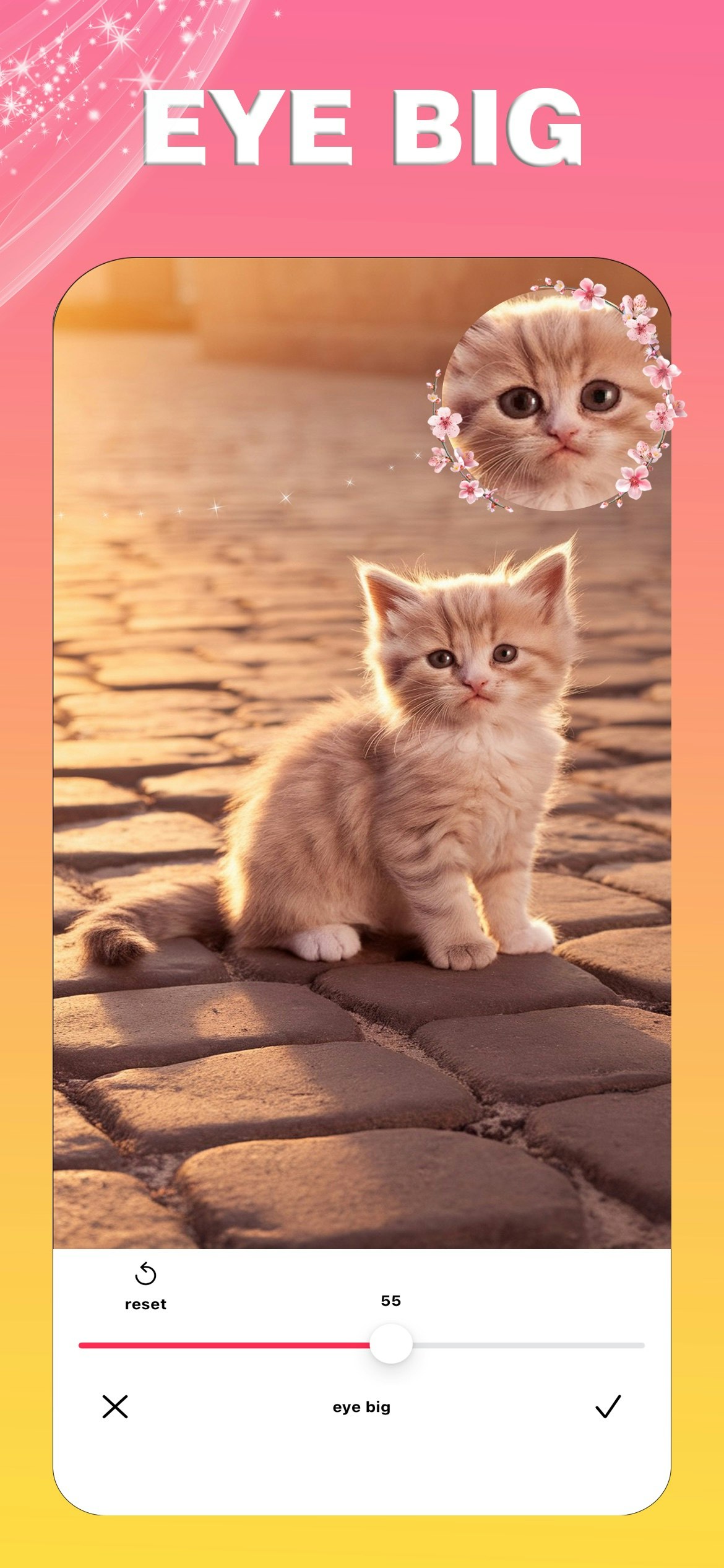 Catpic media 2