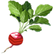 Radish