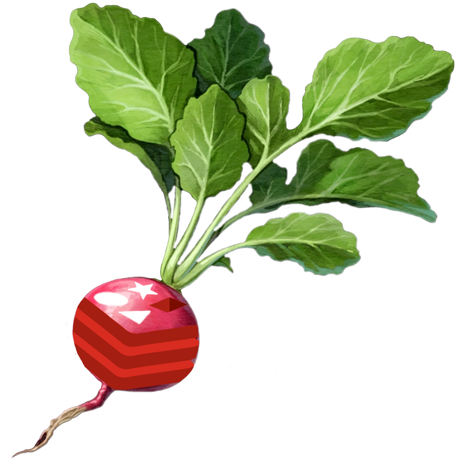 Редька