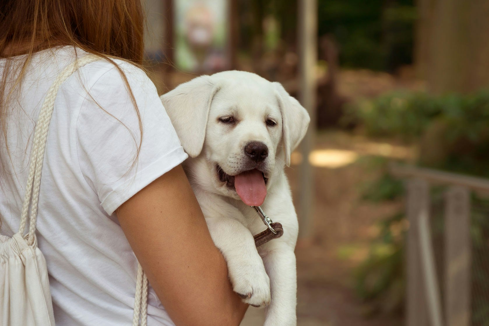 How To Stop A Puppy From Biting Guide gallery image