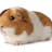 Guinea Pigs Australia
