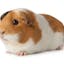 Guinea Pigs Australia