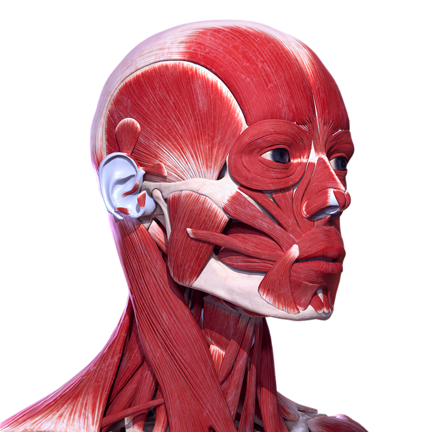 Easy Anatomy 3D