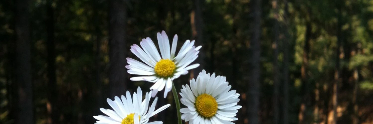 Andreea Mihalcea cover