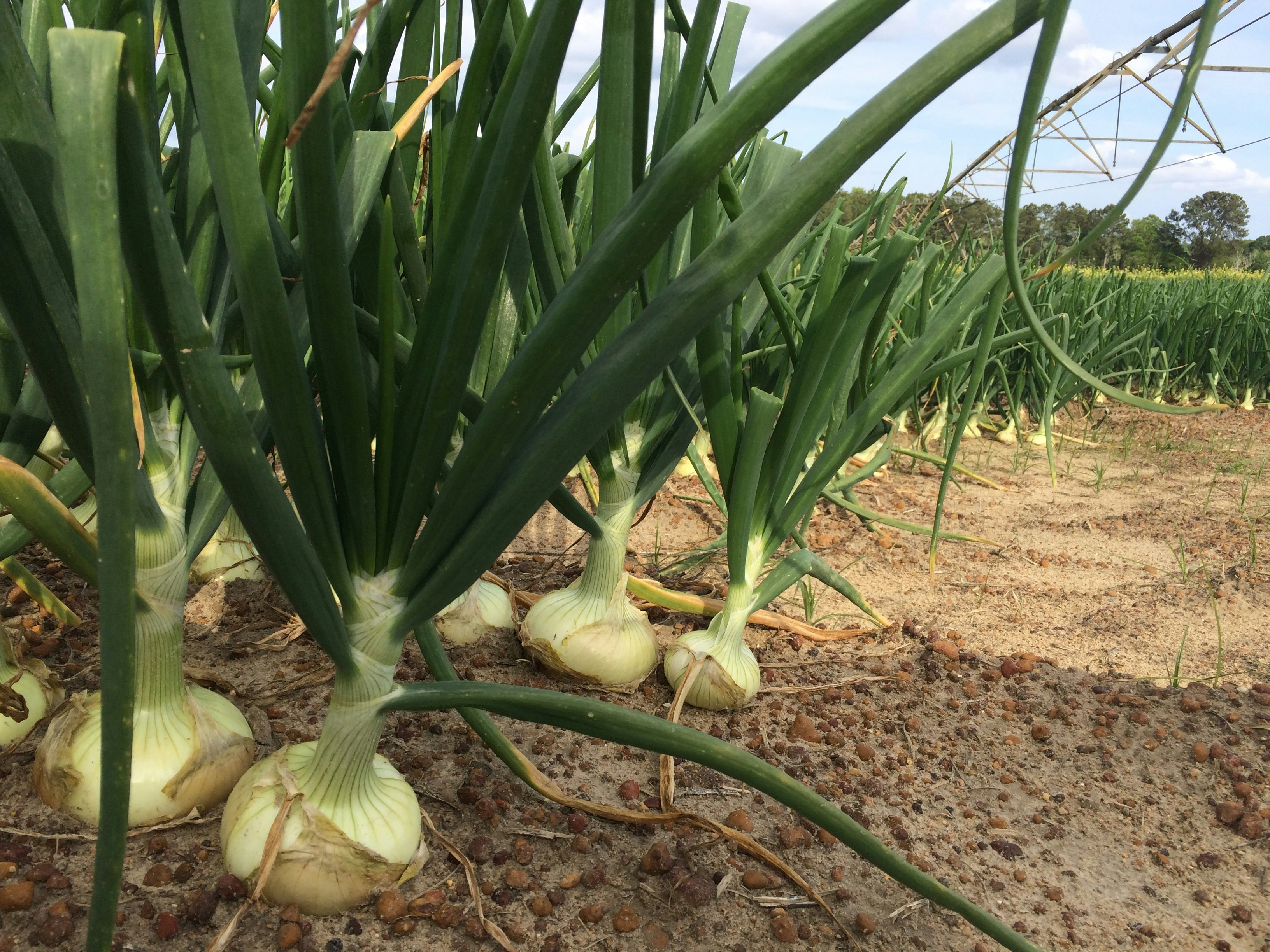 VidaliaOnions.com gallery image