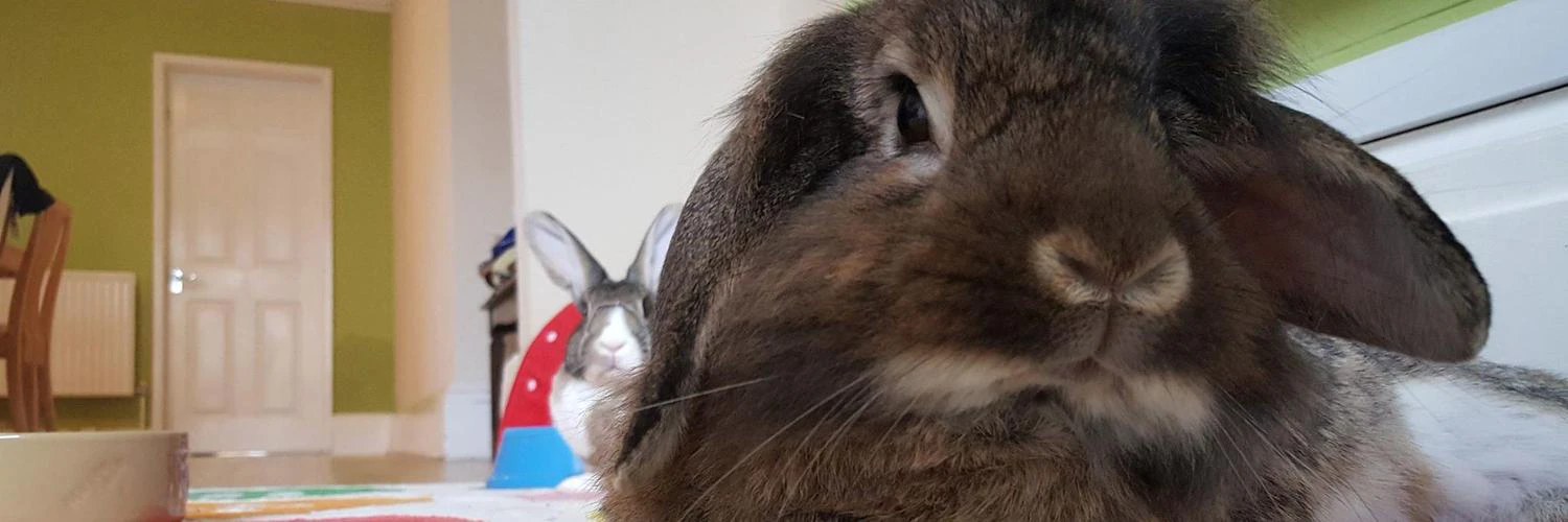 Scott Robertson cover