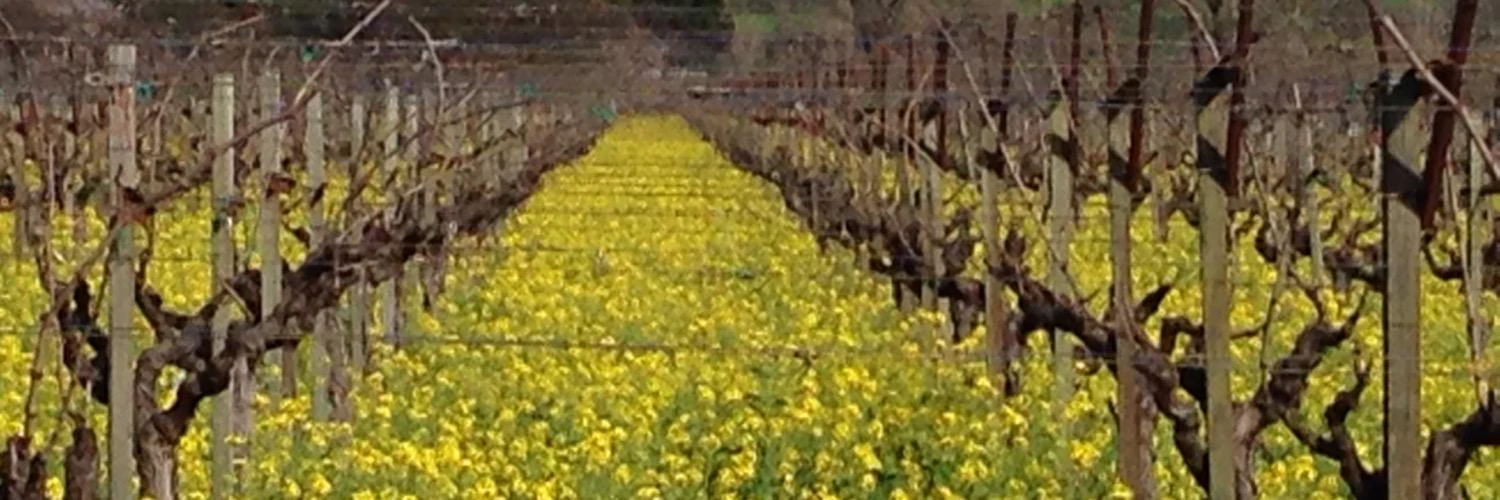 Aaron Schlesinger cover