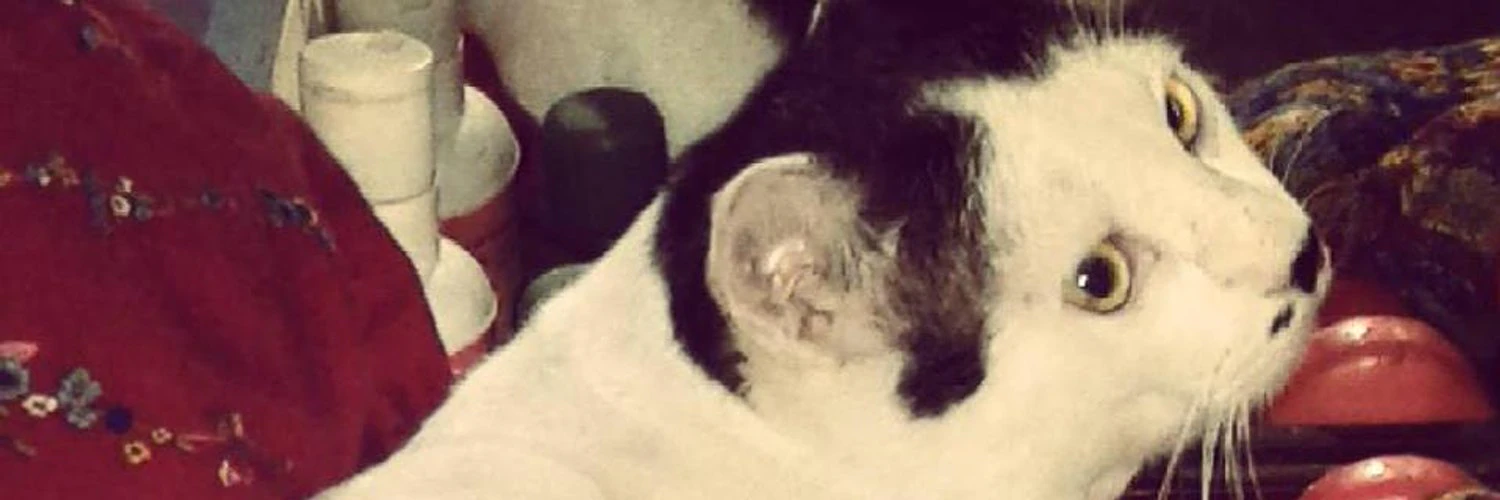 Tahsin Mayeesha cover