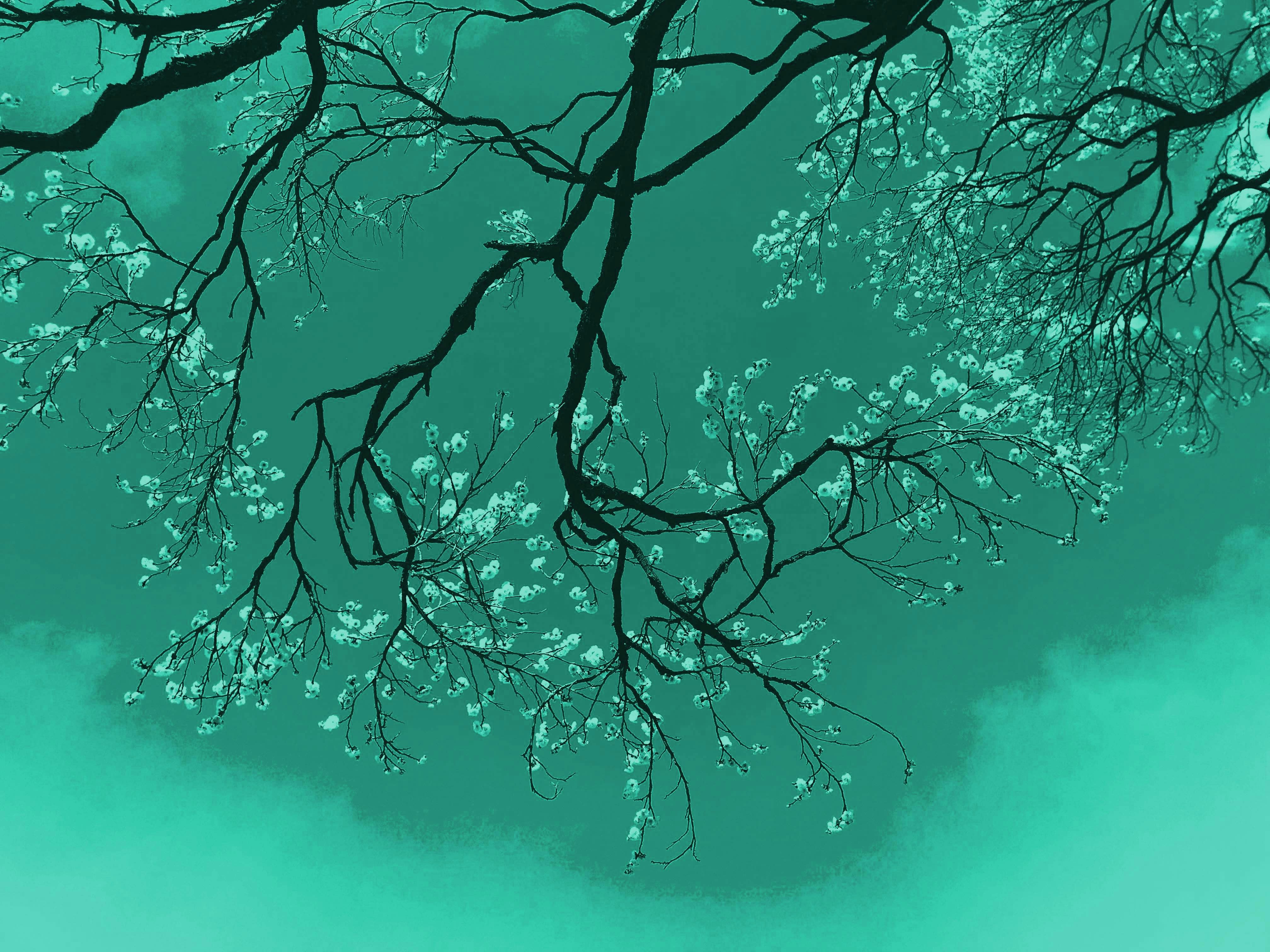 frāctus gallery image