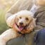 Emotional Support Animals Impact