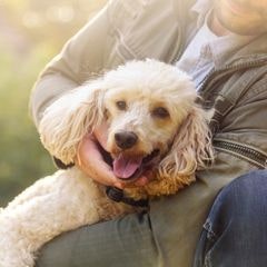Impacto de animais de apoio emocional