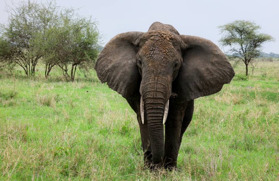 Africantrust Safari gallery image