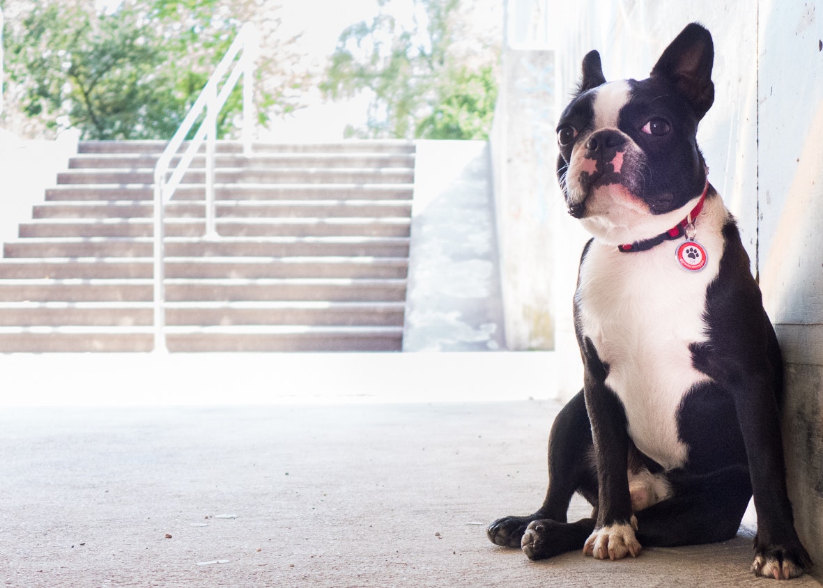 A simple pet locating device