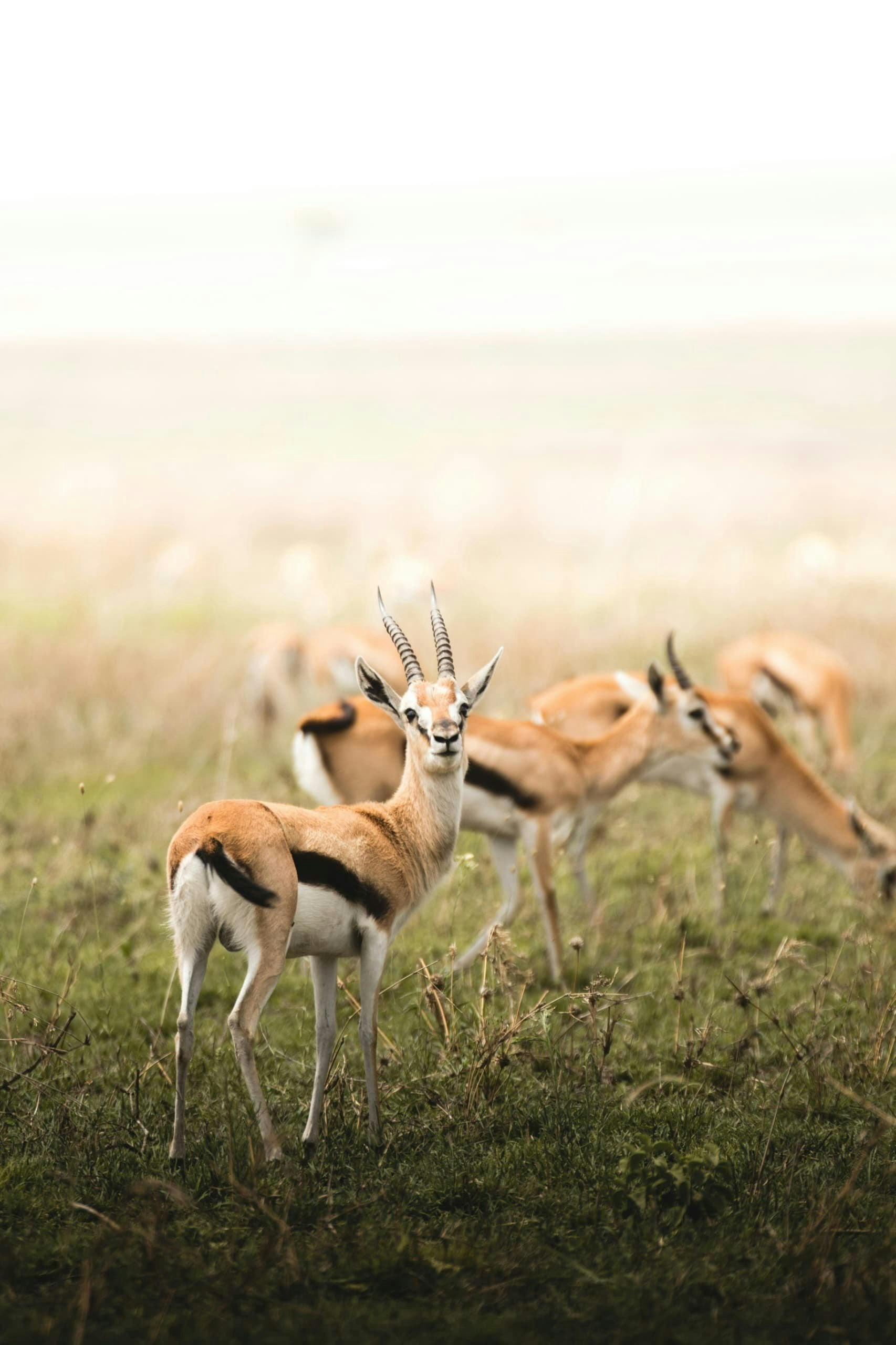 Africantrust Safari gallery image