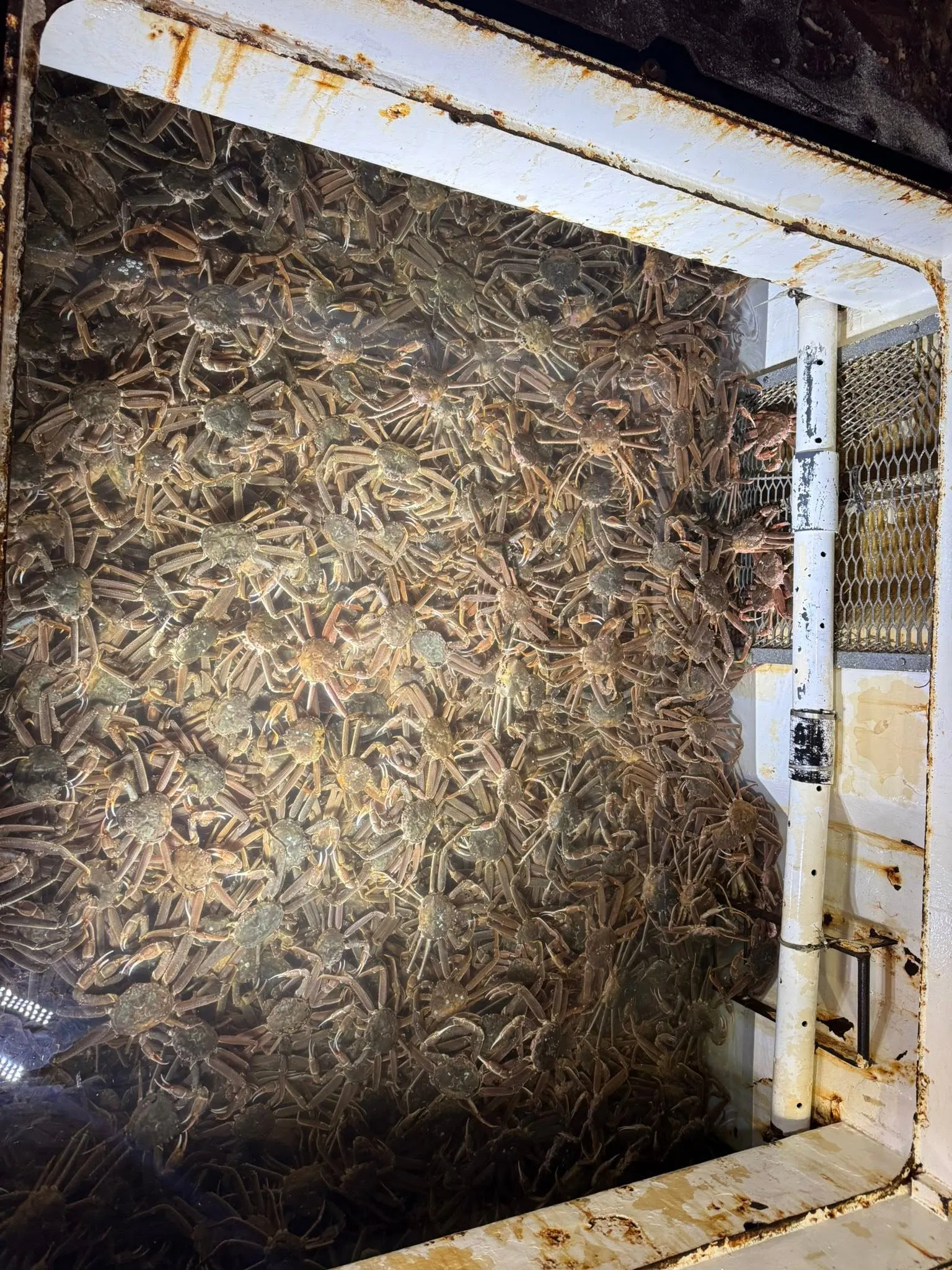 King Crab Premium Red King Crab Supplier gallery image