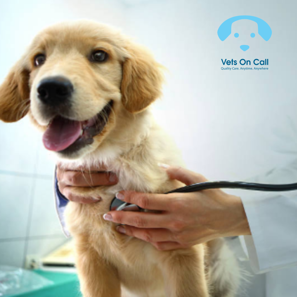 Vets on Call gallery image