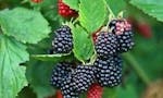 Triple Crown Thornless Blackberry Plants image