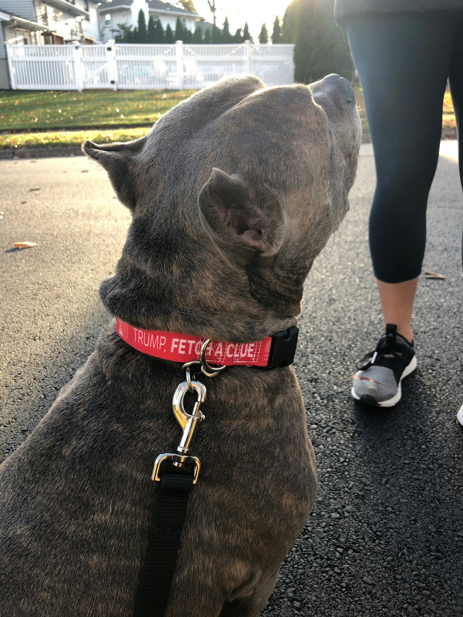 No Treat For Trump gallery image