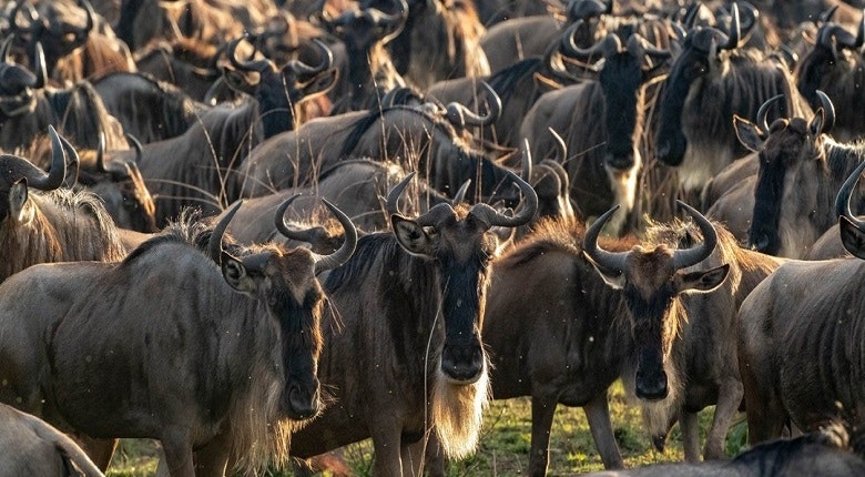 Africantrust Safari media 32