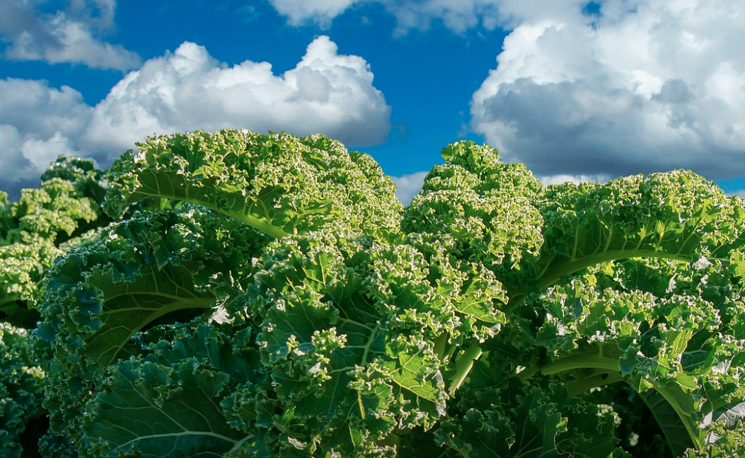 Kale.World gallery image