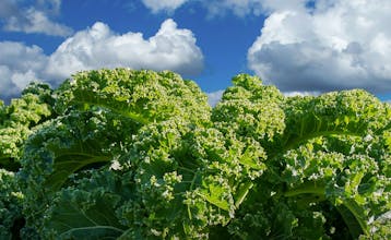 Kale.World gallery image