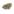 buy gelato strain online latino