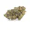 buy gelato strain online latino