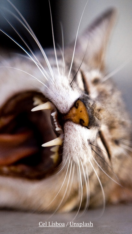 DailyKitten gallery image