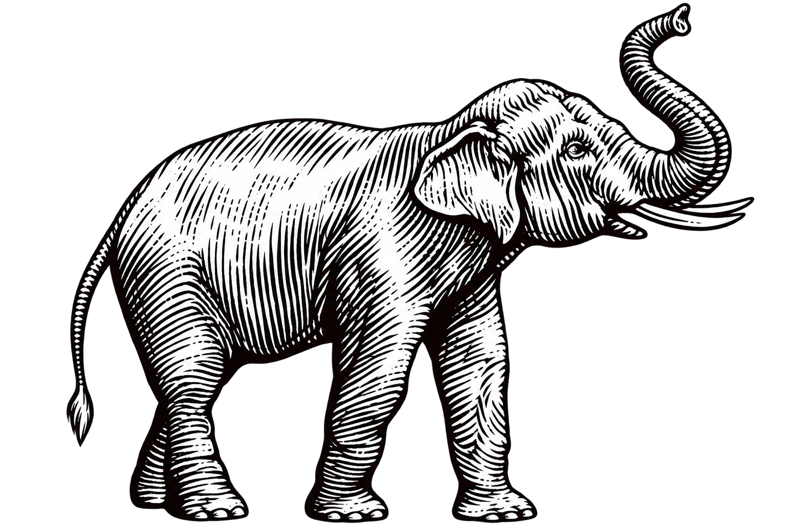 Elephant gallery image