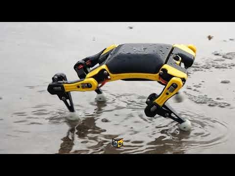 Bittle gallery image