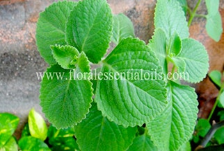 AJOWAN ESSENTIAL OIL Product Information, Latest Updates, and Reviews