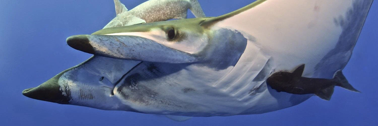 Alex. Casassovici cover