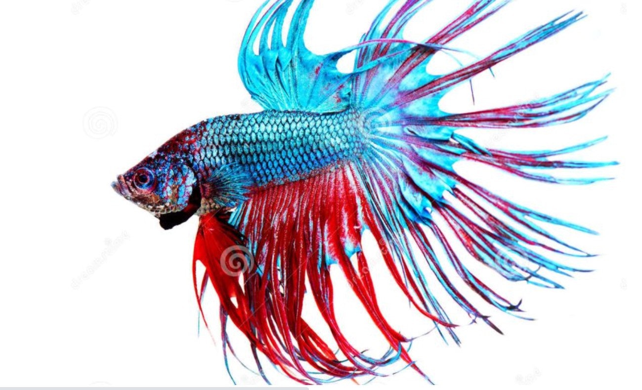 about tanks and keeping Betta Fish