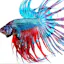 about tanks and keeping Betta Fish