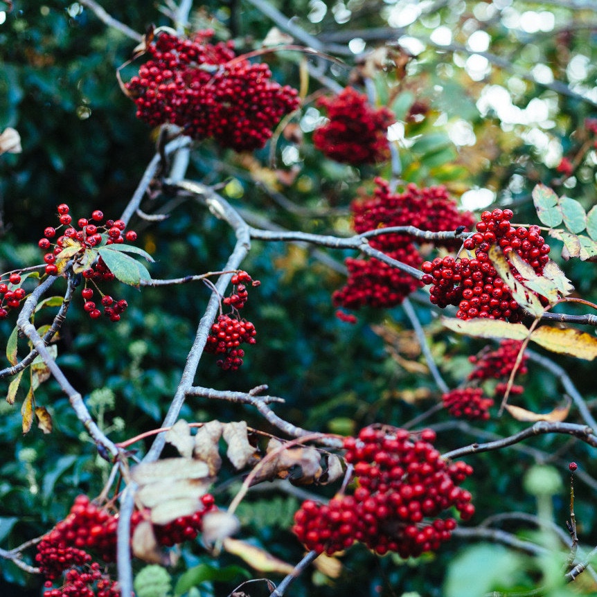 Bushit gallery image