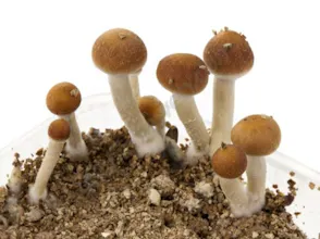 Order Magic Mushrooms Online gallery image