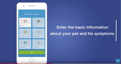 Maeve by Barkibu gallery image