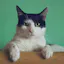 Magic Fortune Cat