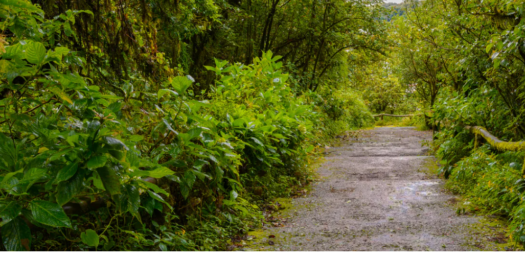 Grow Billion Trees - Product Hunt launch logo