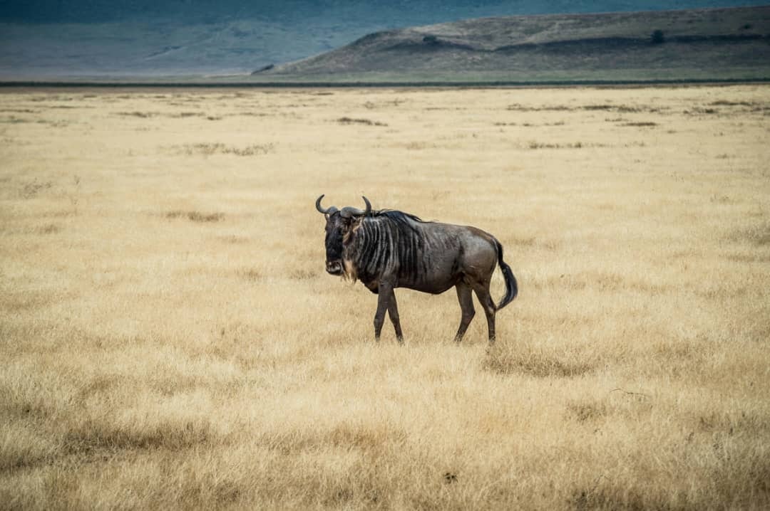 Africantrust Safari gallery image