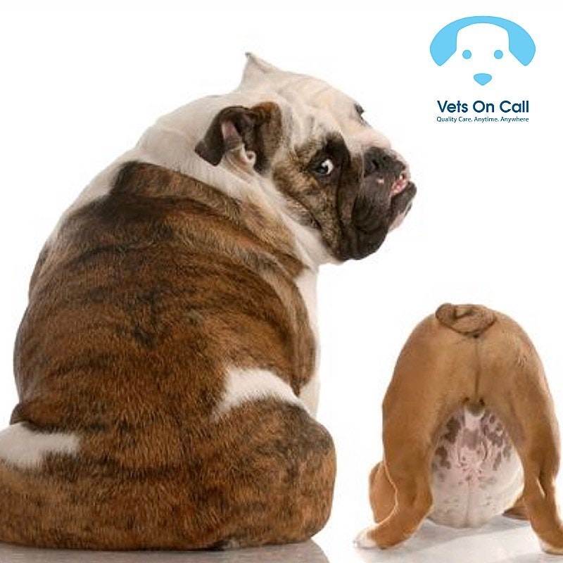 Vets on Call gallery image
