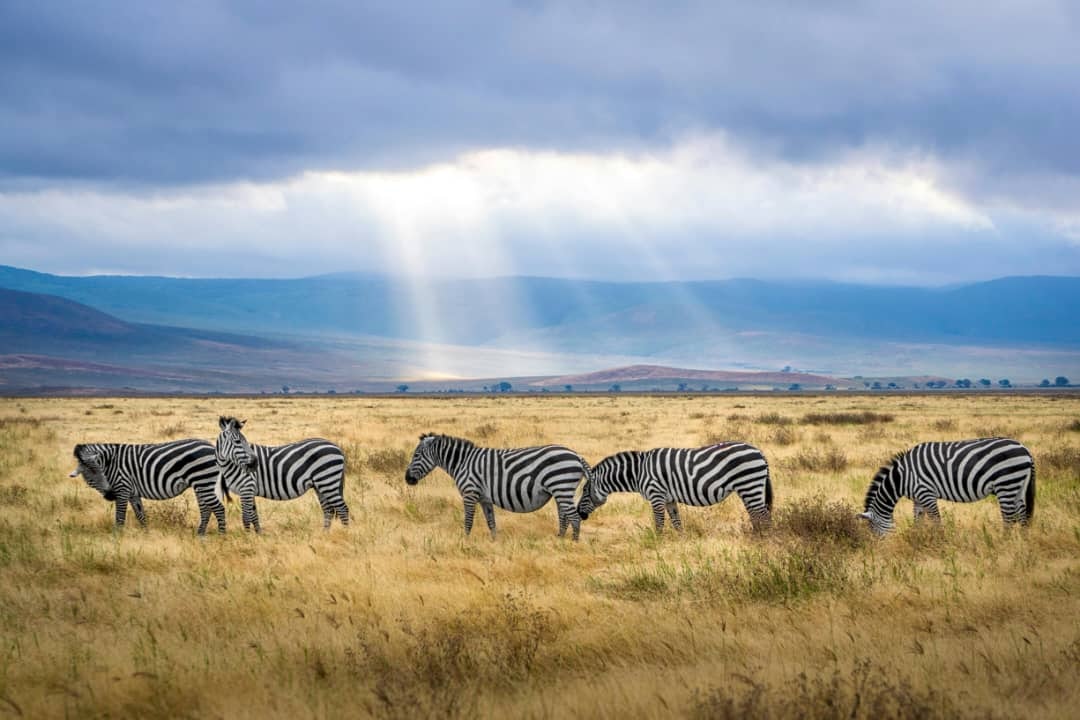 Africantrust Safari gallery image