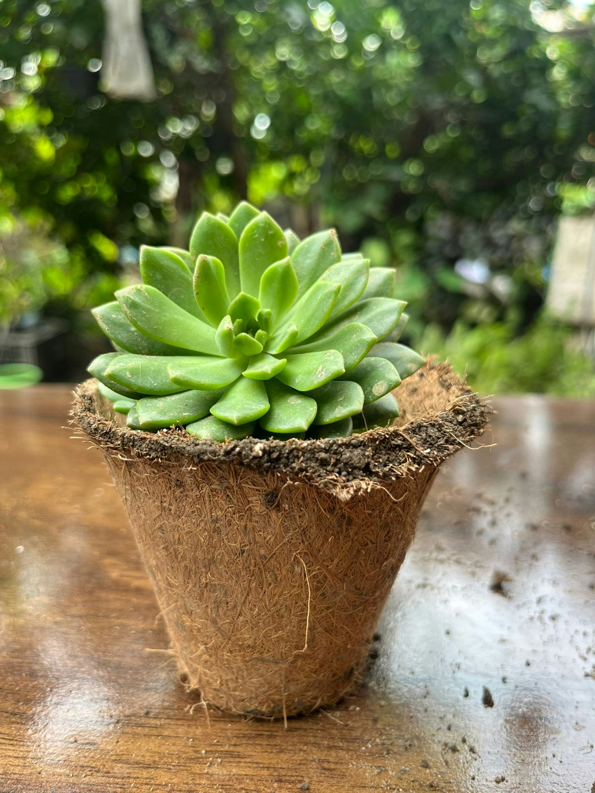 Plant Orbit gallery image