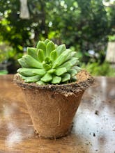 Plant Orbit gallery image