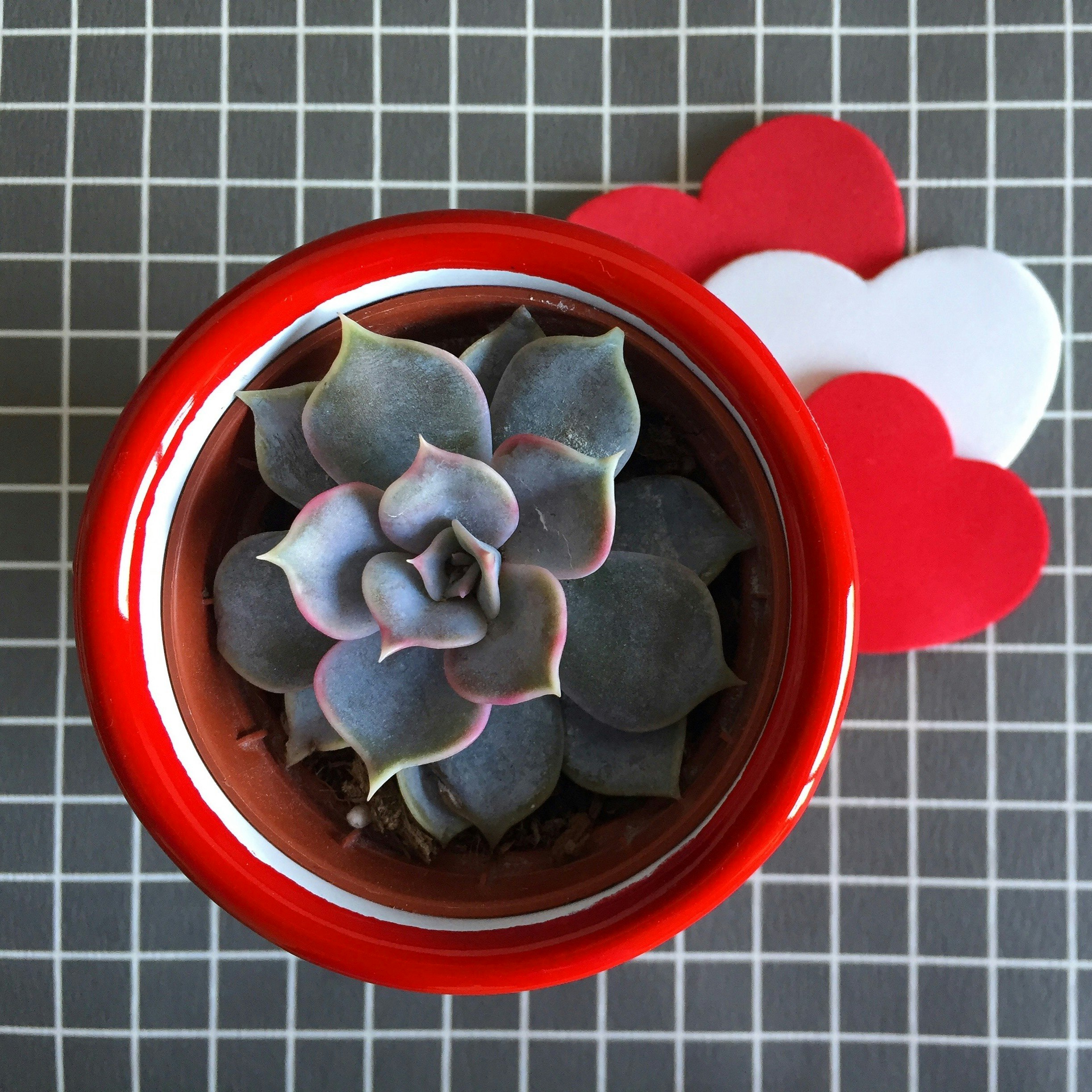 Succulent Surprise gallery image