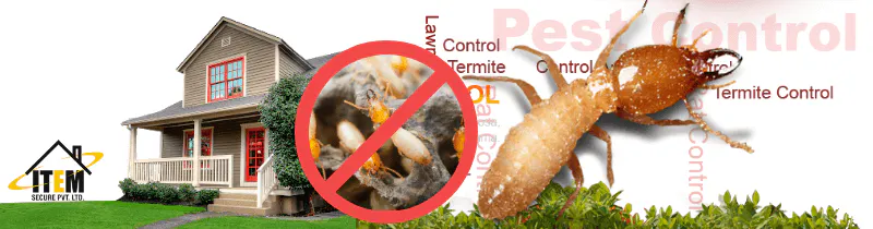 Termite Treatment in Vadodara, India