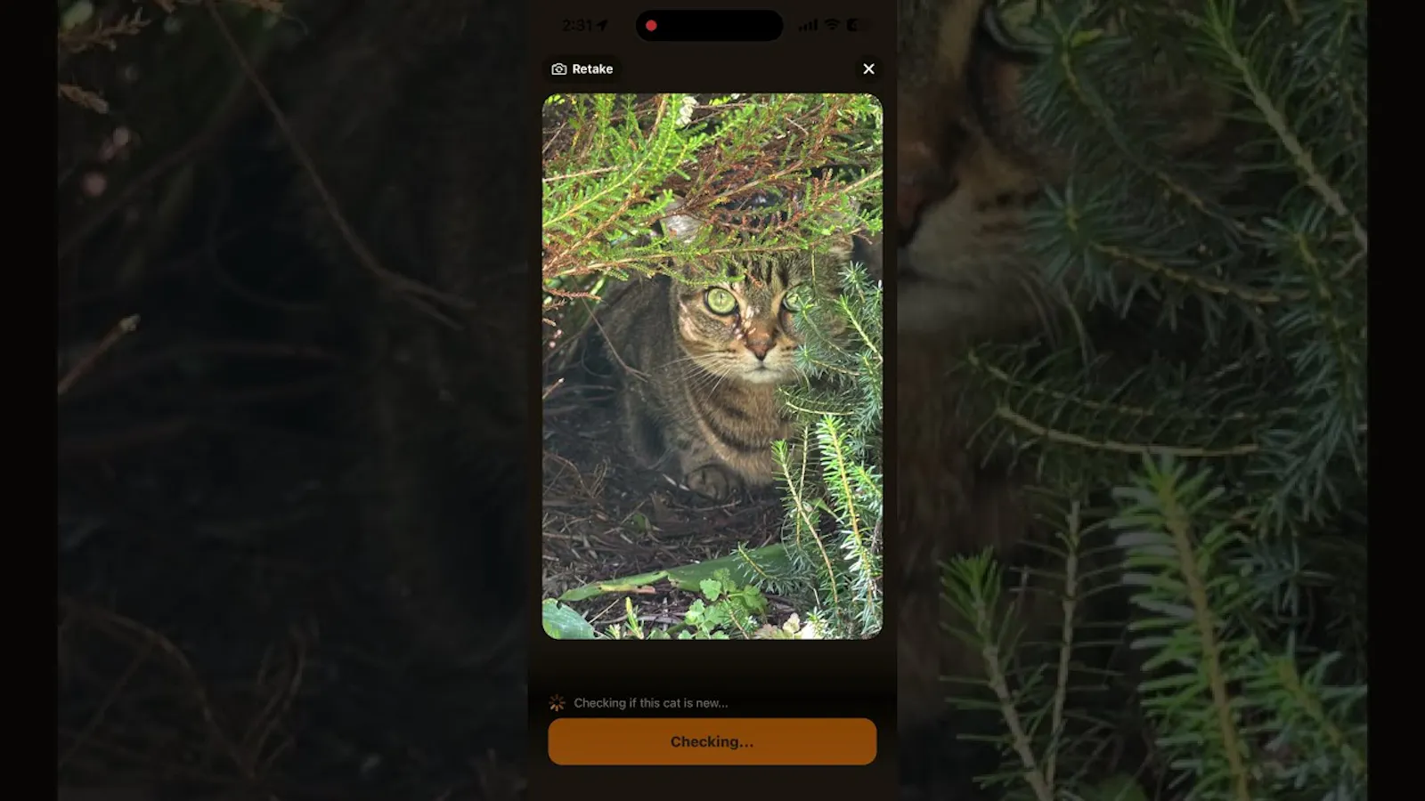 Chonk Finder screenshot 1 (video preview)
