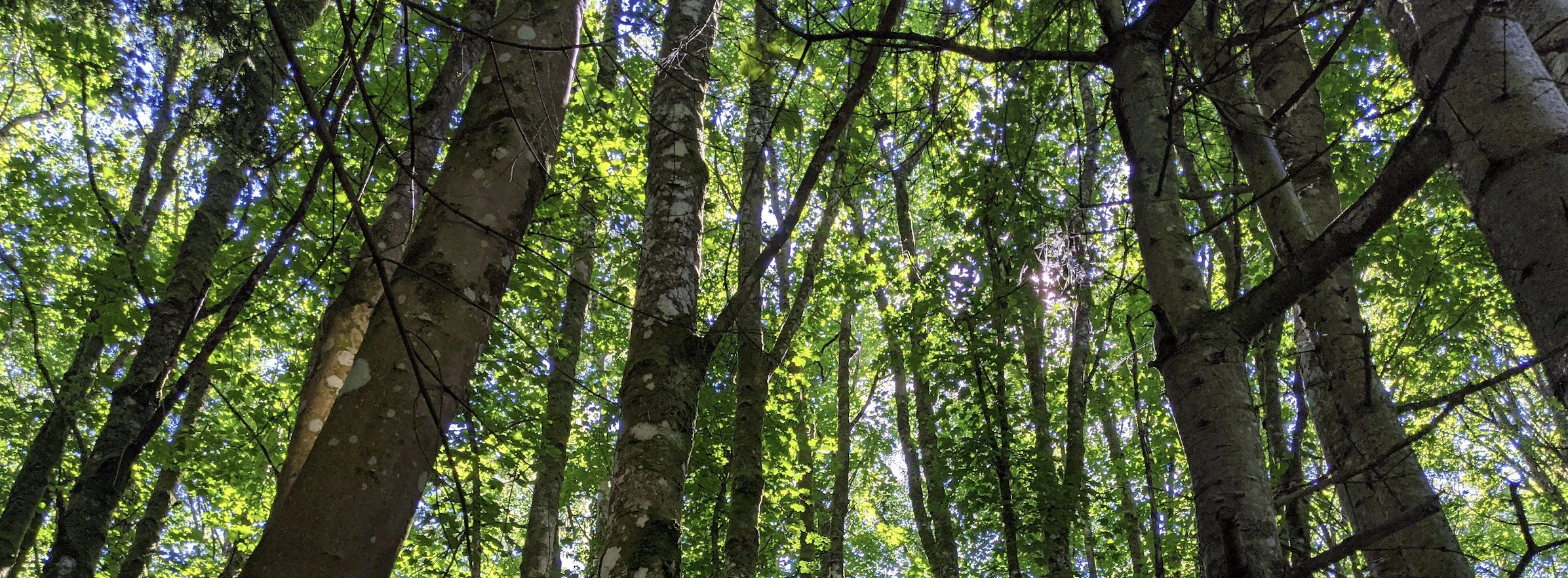 Kirsten Zverina Archer cover